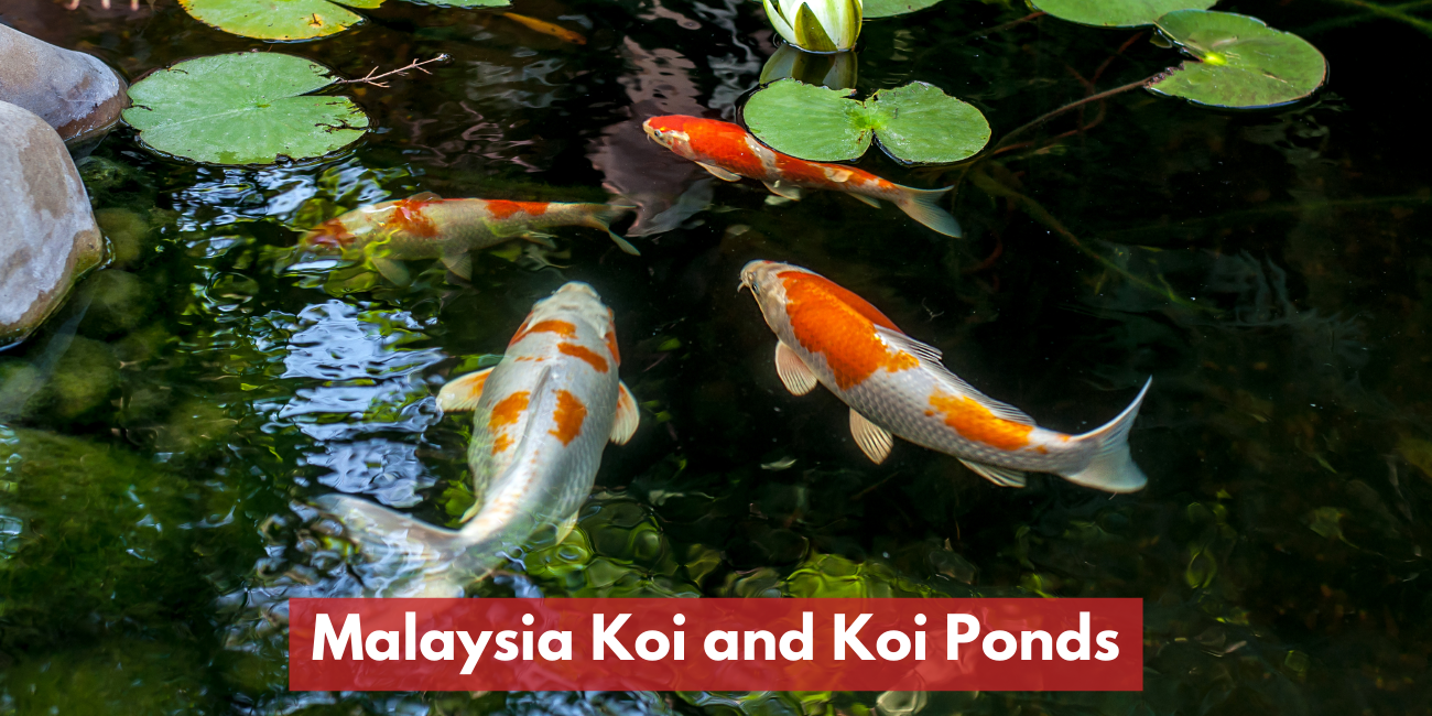 Recommended Koi and Koi Ponds in Malaysia